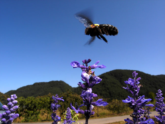 ブルーサルビアとクマバチ