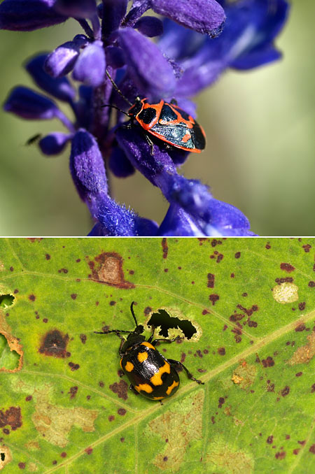 イタドリハムシとナガメ