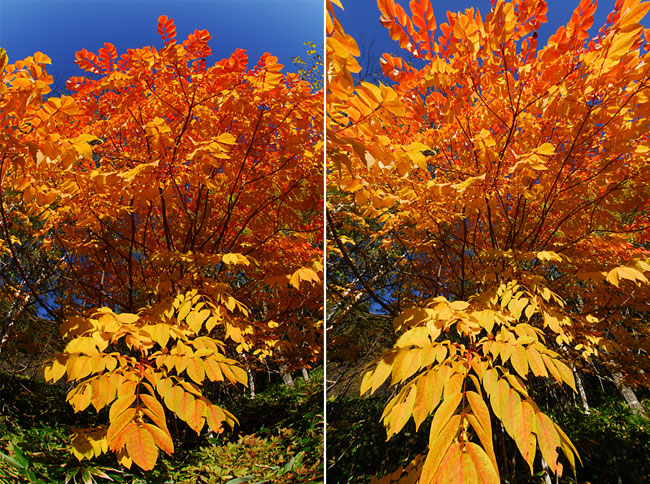 ニコンキャプチャーもフイッシュアイ補正