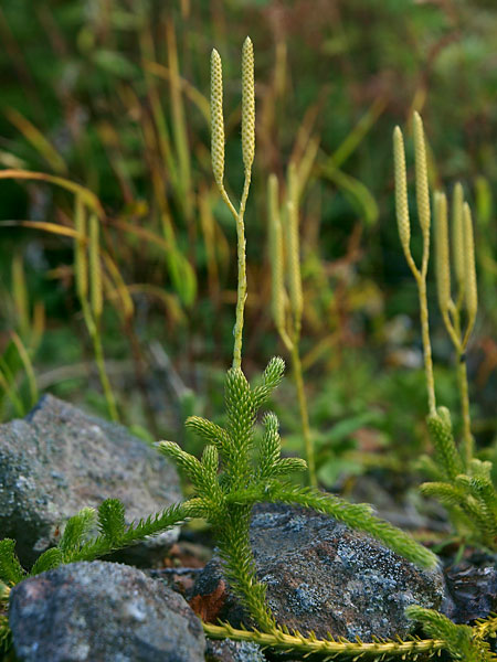 ヒカゲノカズラ