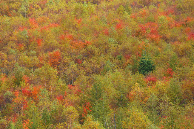 湯ノ丸付近の黄葉