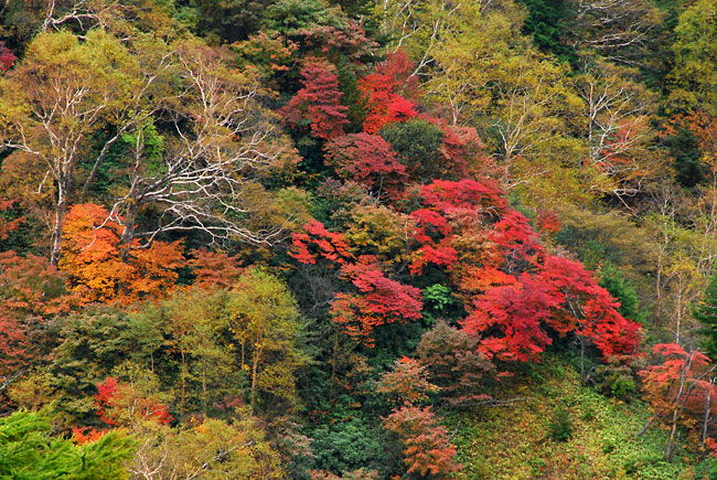 高峰高原の紅葉
