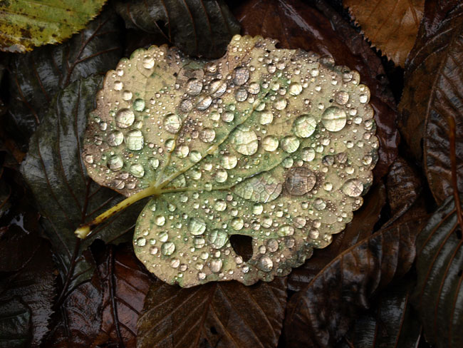 落ち葉の水滴