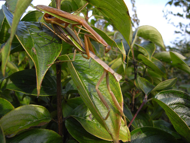 オオカマキリの交尾