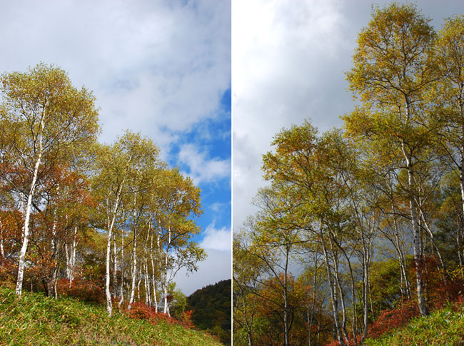 白樺の黄葉
