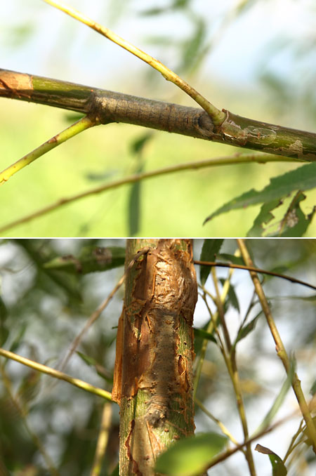 カレハガの幼虫