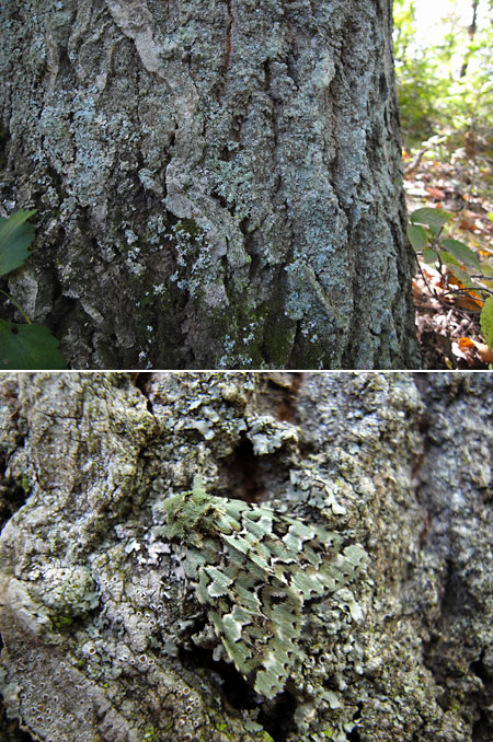 苔そっくりなケンモンミドリキリガ