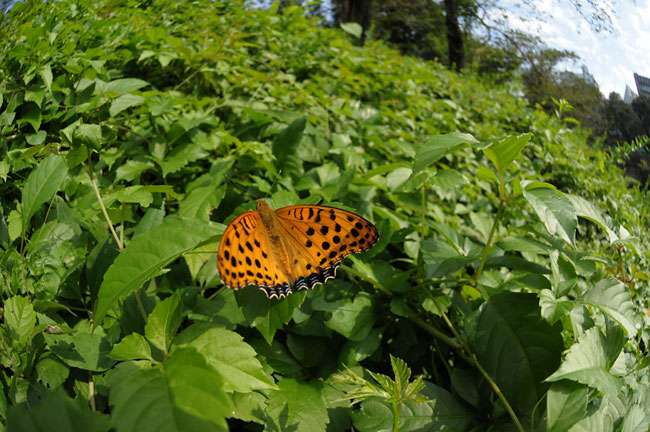 ツマグロヒョウモン