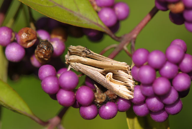 コモクメヨトウ