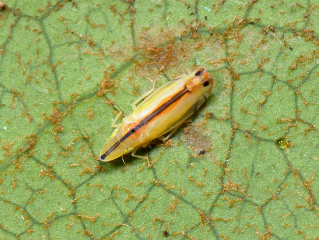 クロスジホソサジヨコバイ