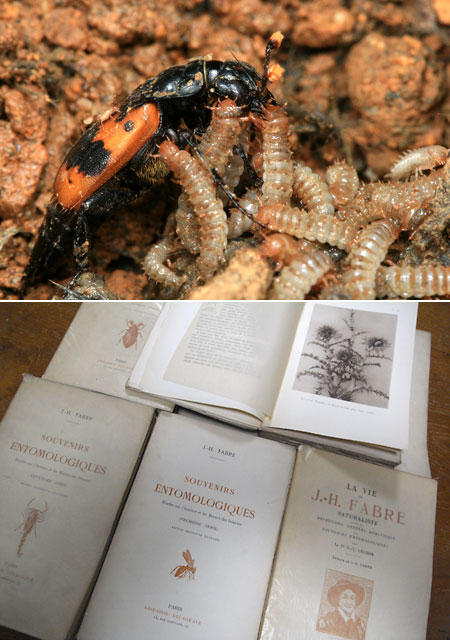 ファーブル昆虫記