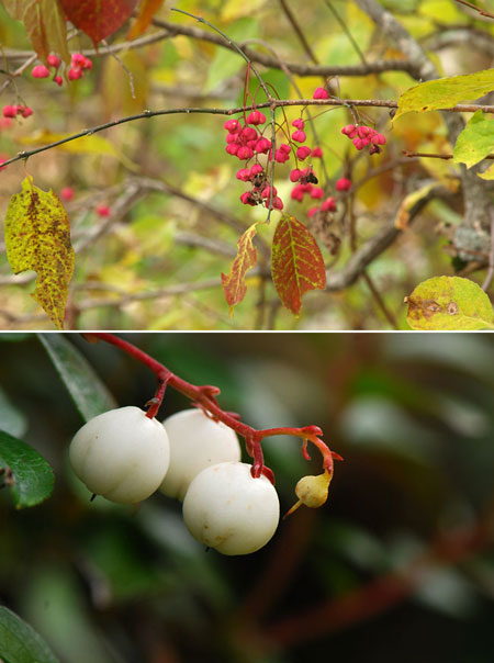 シラタマノキの実とツリバナの実