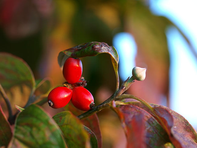 ハナミズキの実