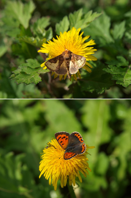 キクキンウワバ