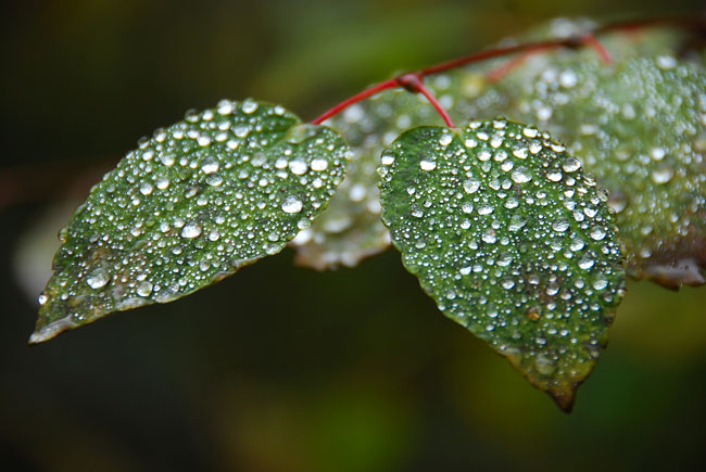 葉に付いた水滴