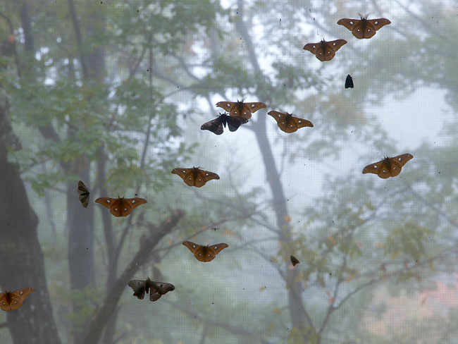 ウスタビガがたくさん