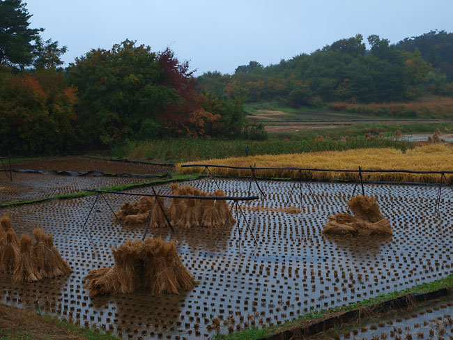 雨の田んぼ