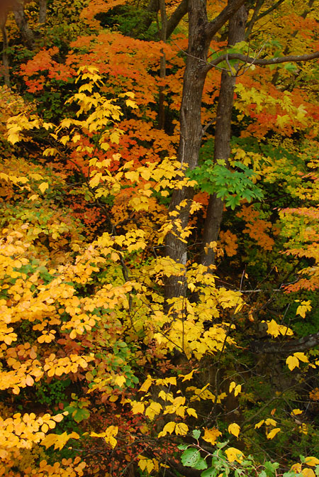 秋山郷の紅葉1