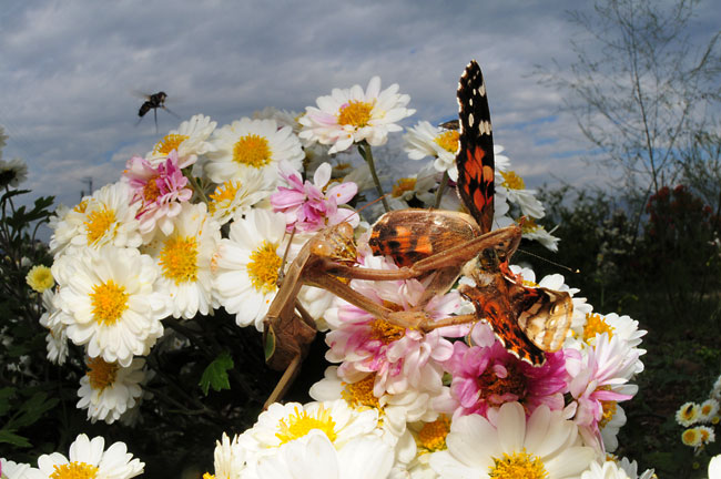 ヒメアカタテハを捕らえたオオカマキリ