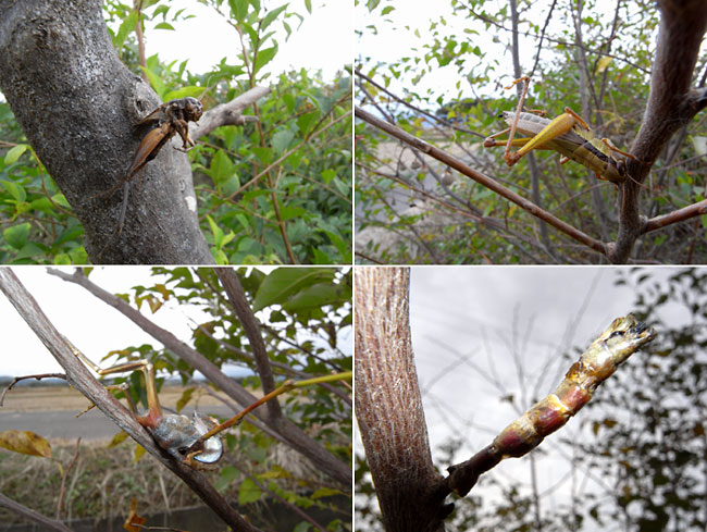 モズのハヤニエの餌食