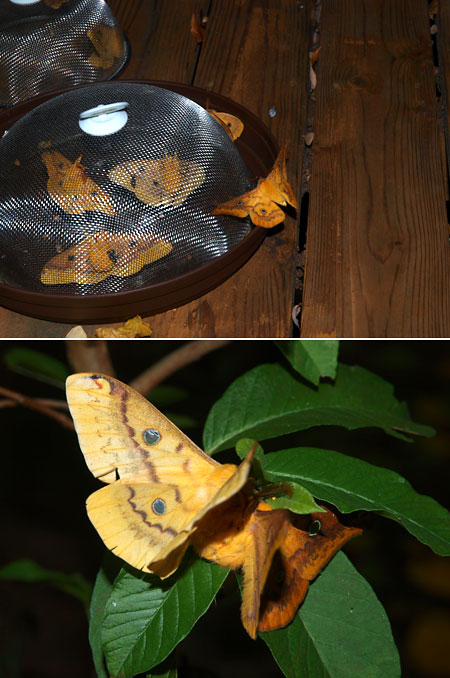 ウスタビガの交尾