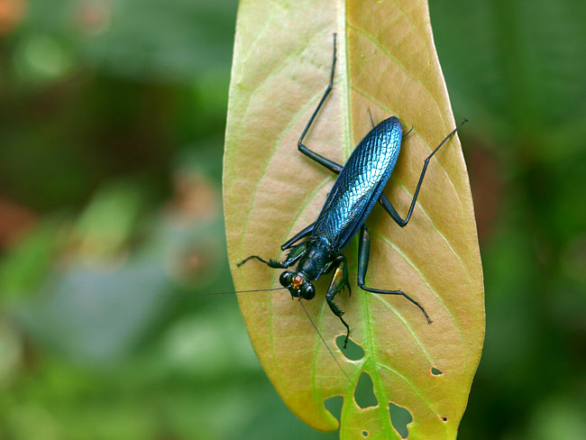ケンランカマキリのオス(E-3手ぶれ補正)
