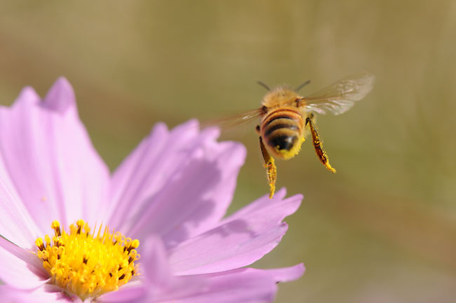 ミツバチ（D300高感度)