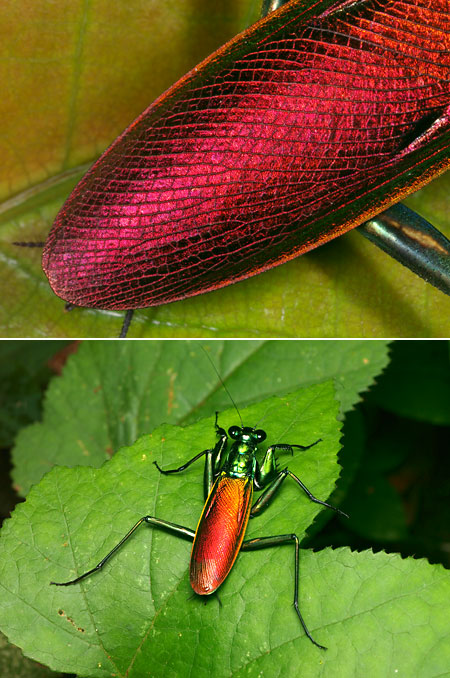 ケンランカマキリのメス