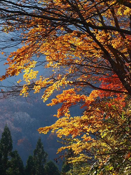 カエデの紅葉