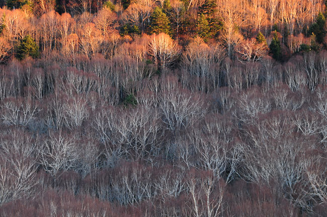 シラカバの林