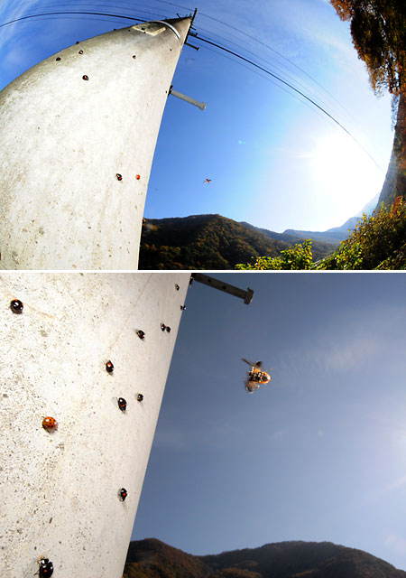 ナミテントウの群れ