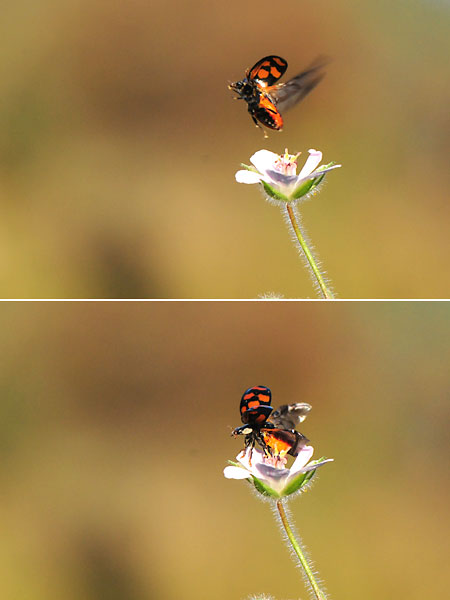 飛び立つテントウムシ