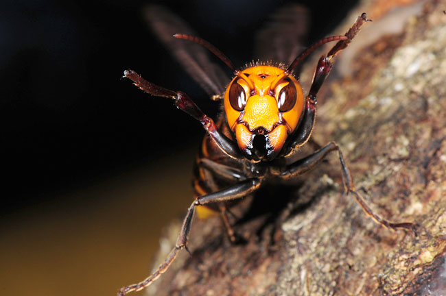 スズメバチの威嚇