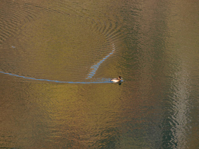 キンクロハジロ