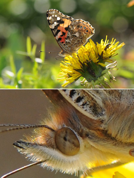 ヒメアカタテハ（マイクロニッコール105mmVR）