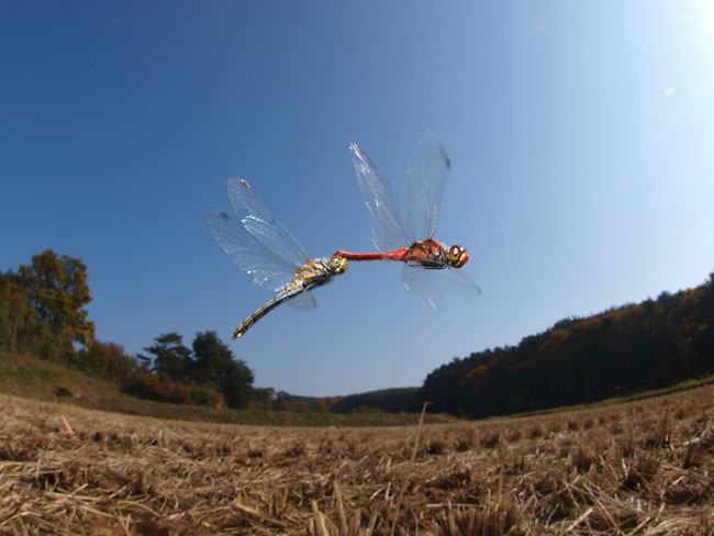 ナツアカネの産卵