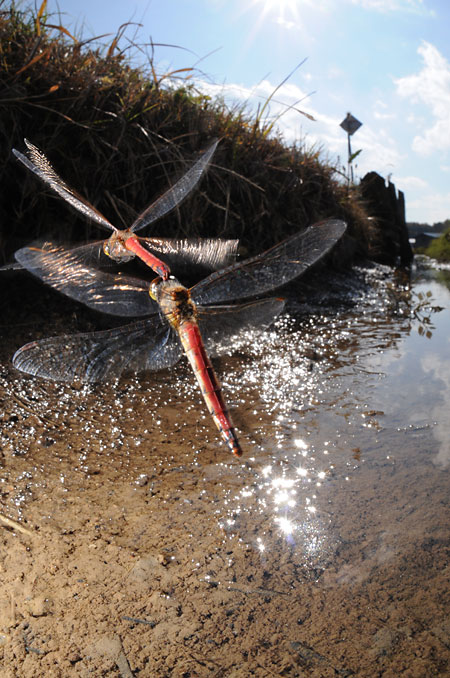 水路で産卵するアキアカネ