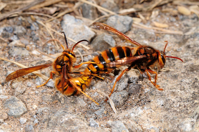キイロスズメバチの交尾