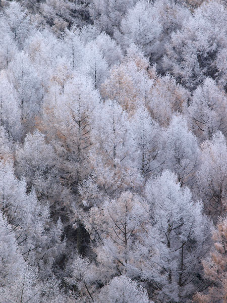 霧氷のカラマツ林