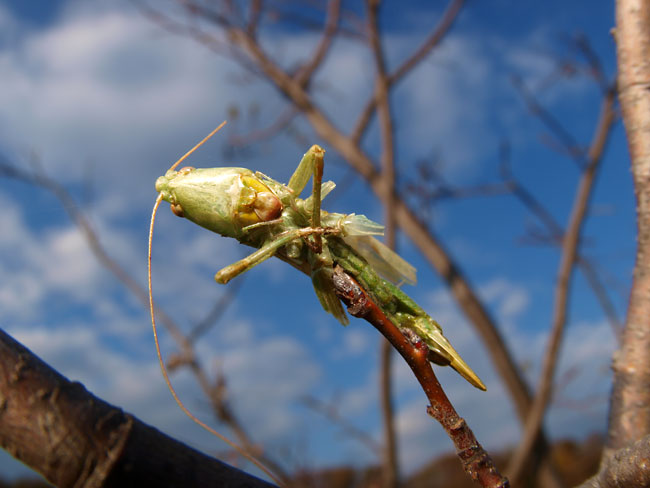 モズのはやにえ
