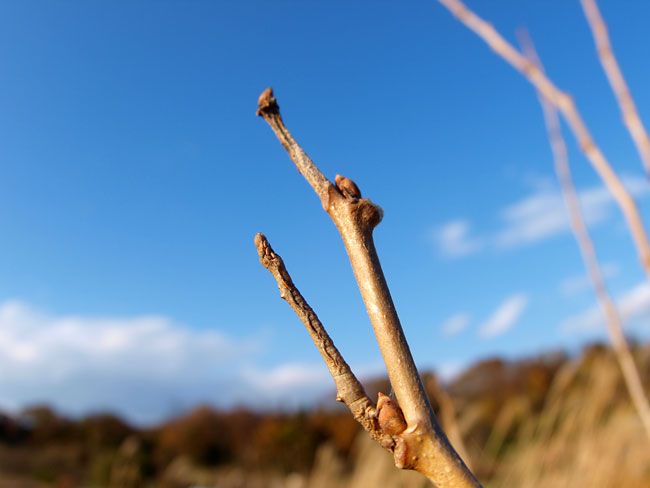 クワエダシャク