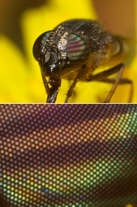 自作高倍率マクロ（ツマグロキンバエ）