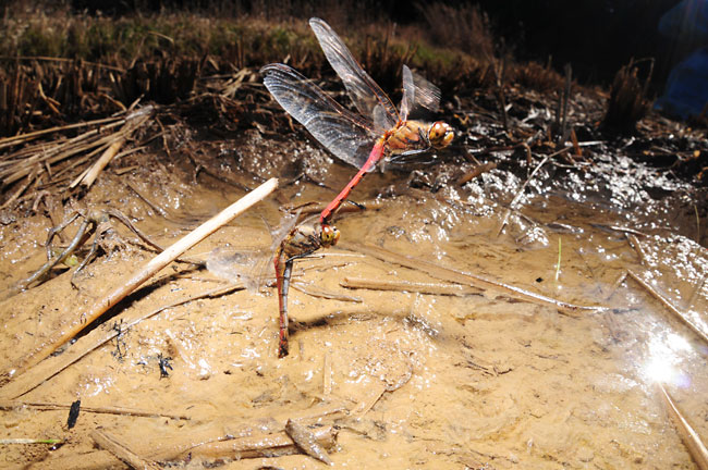 D300のシンクロ速度