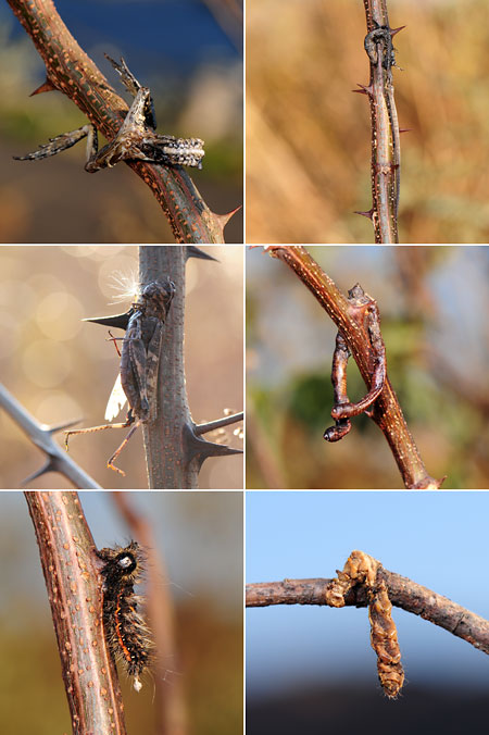 はやにえいろいろ