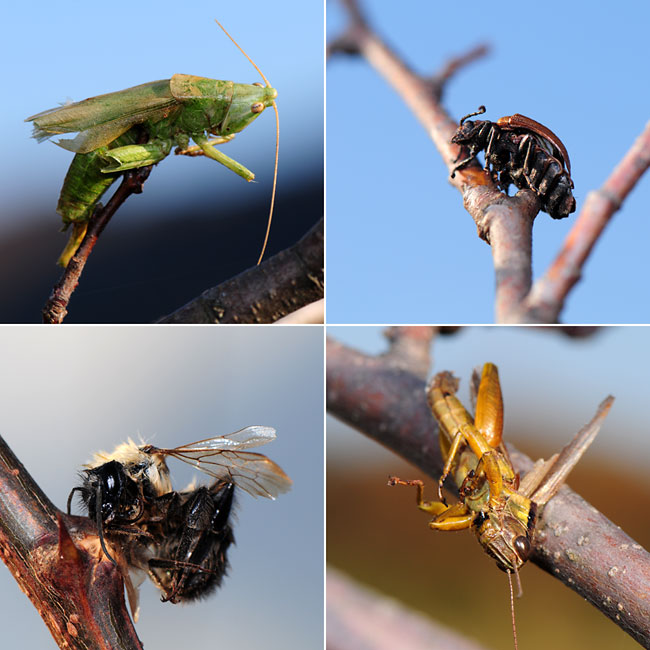 モズがはやにえを作る理由