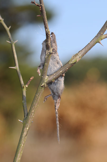 モズのはやにえ（ジネズミ）