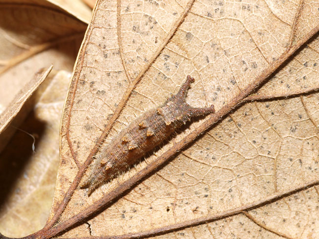 木から下りたオオムラサキ