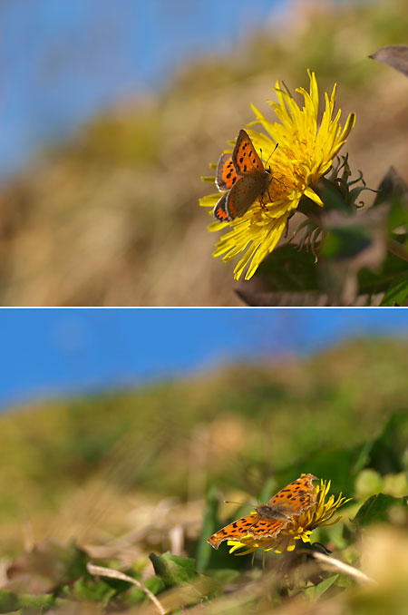 タンポポに来たチョウ