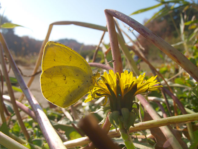 タンポポの蜜を吸うキチョウ