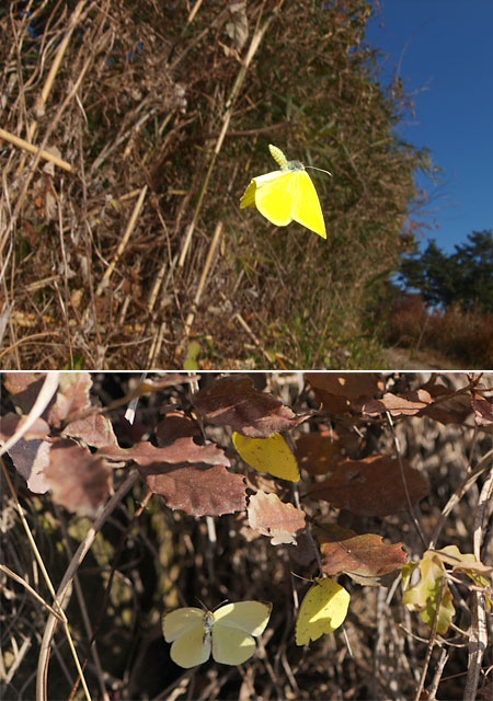 越冬前のキチョウ